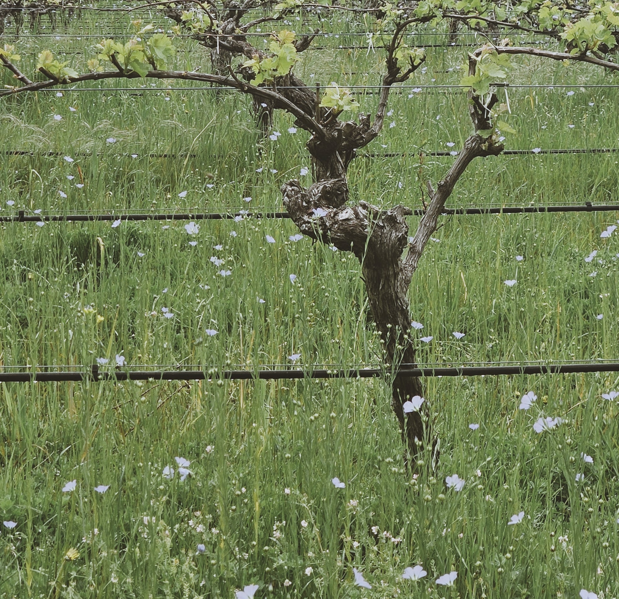 Budburst at Rosa Glen Farm 2024